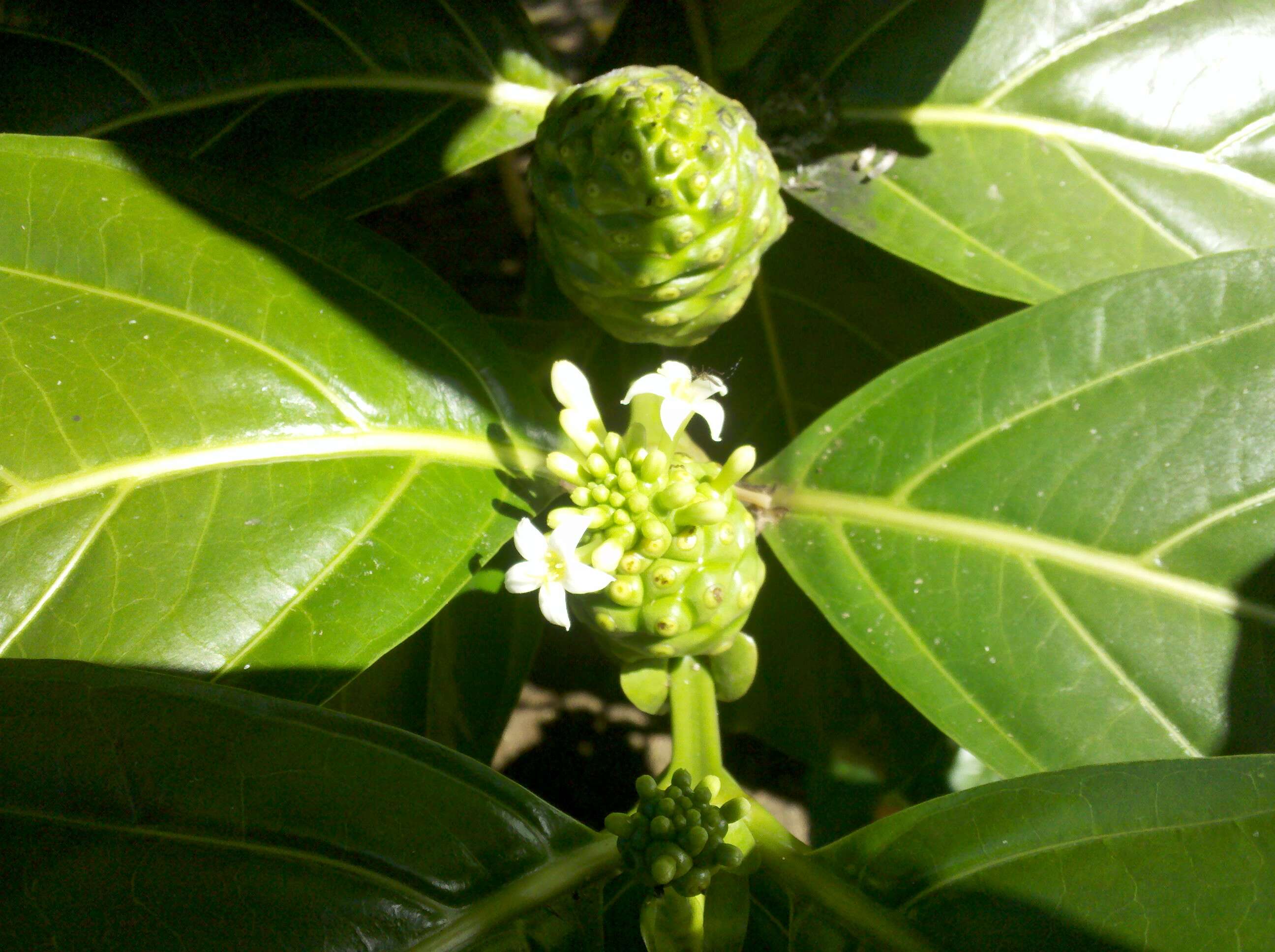 Image of Indian mulberry