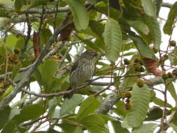 Image of Streaked Saltator