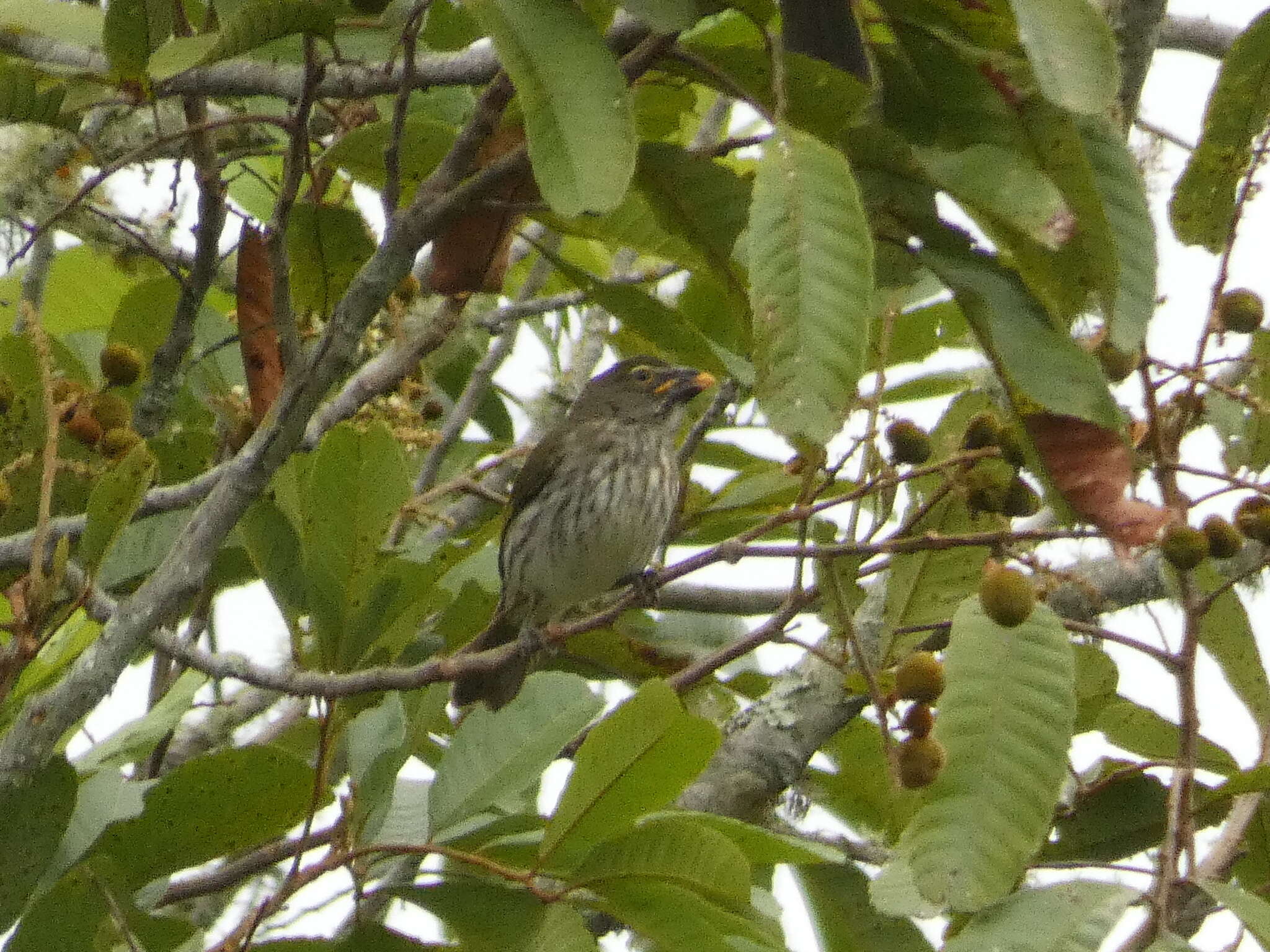 صورة Saltator striatipectus Lafresnaye 1847