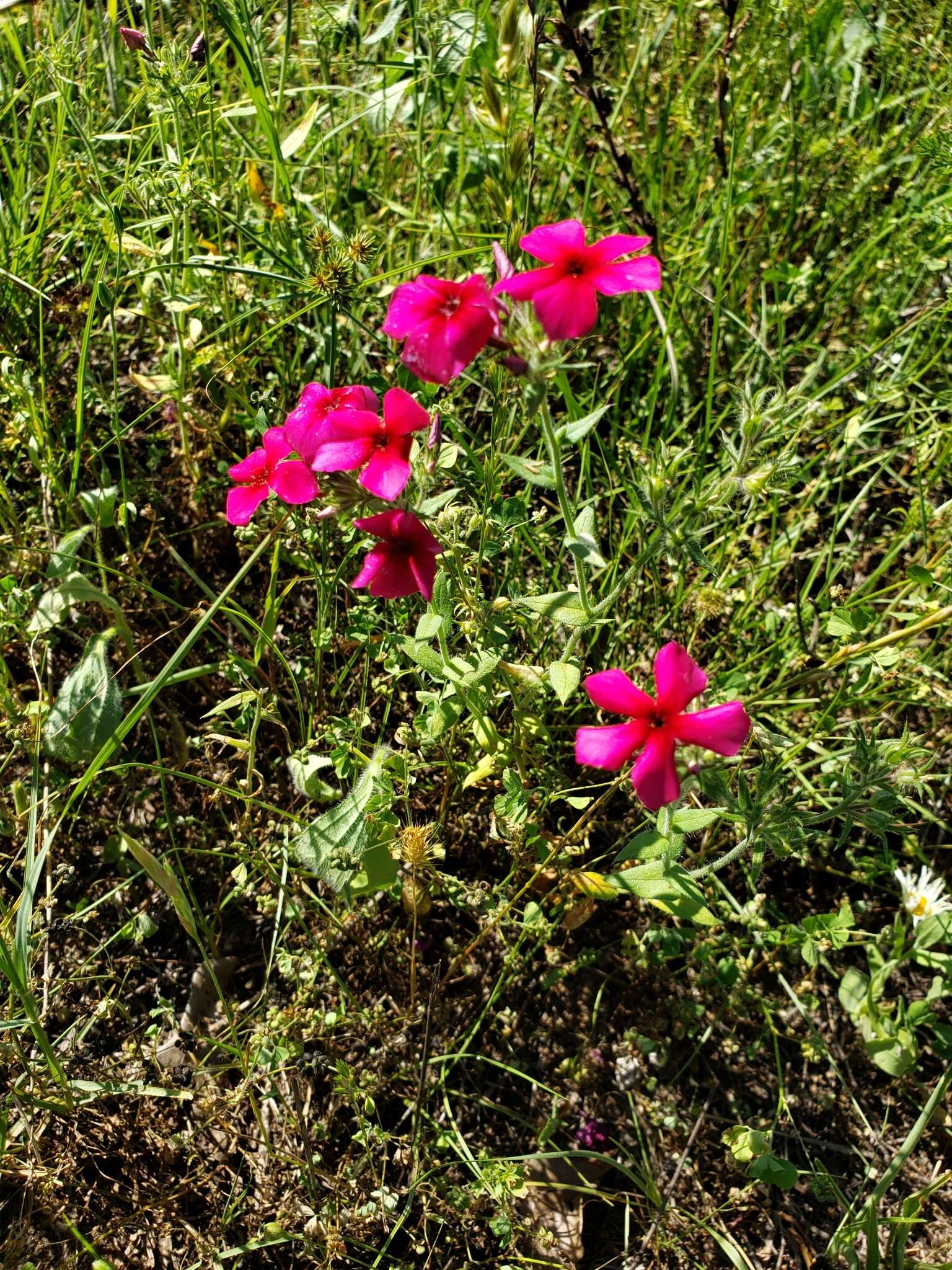 Image of Wilcox's phlox