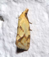 Image of Agapeta