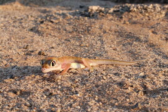 Image of Namib Sand Gecko