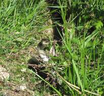 Image of Western whip snake