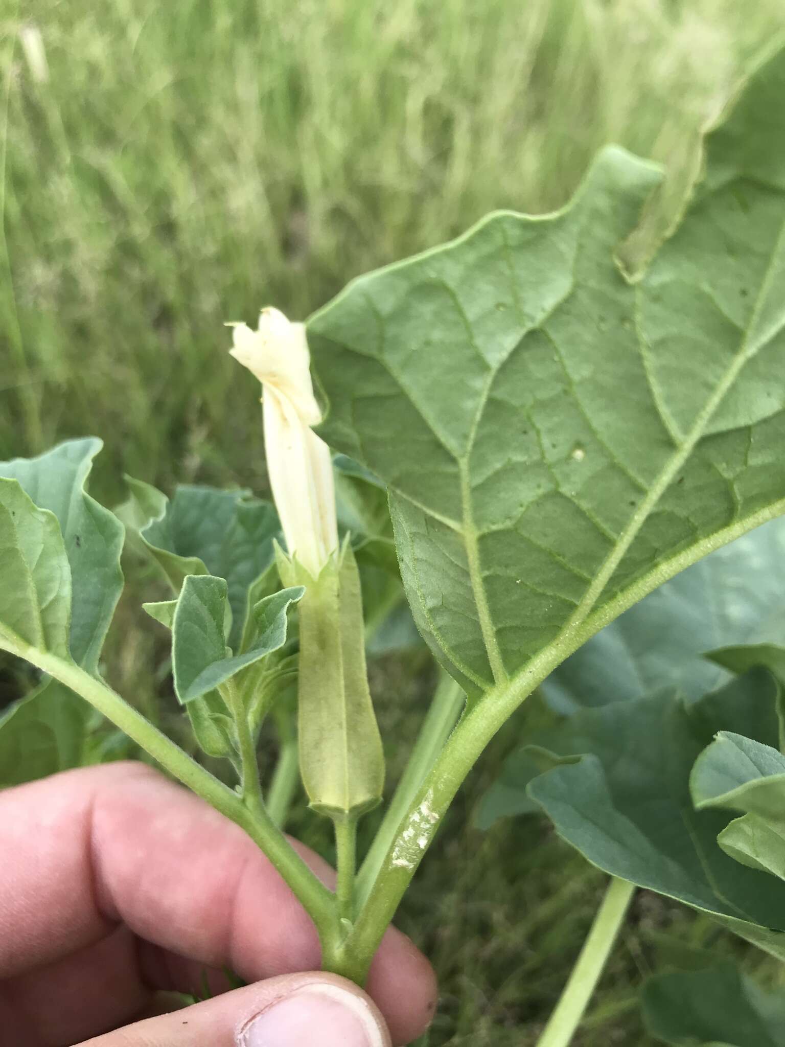 Image de Datura ferox L.