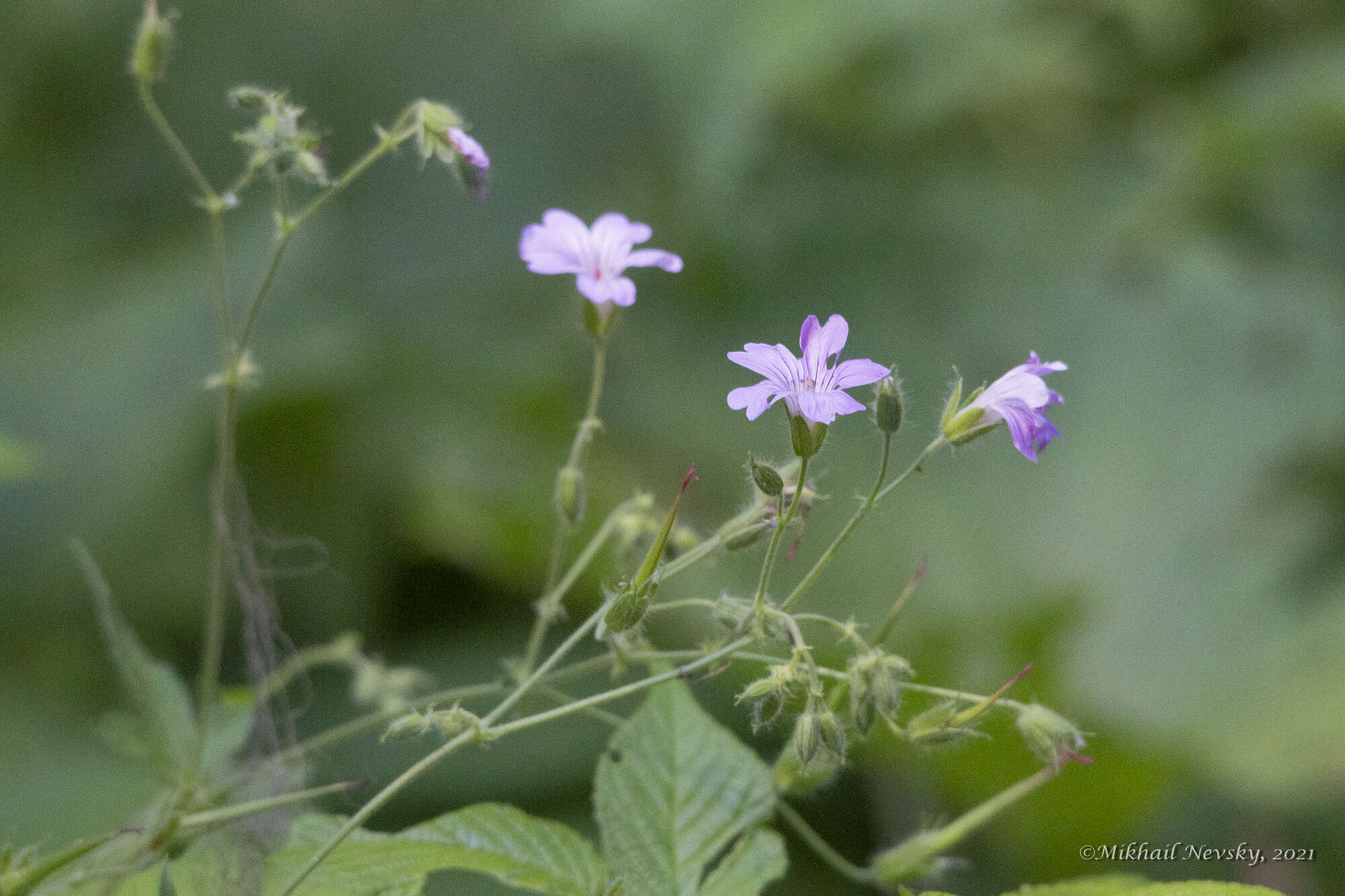 Image of Geranium gracile Ledeb. ex Nordm.