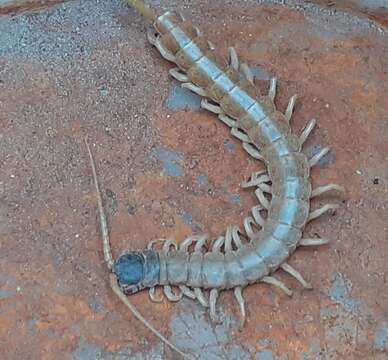 Image of Scolopendra aztecorum Verhoeff 1934