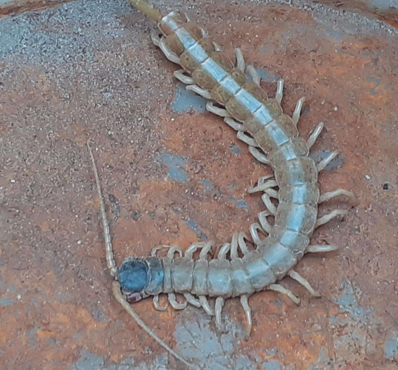 Image of Scolopendra aztecorum Verhoeff 1934