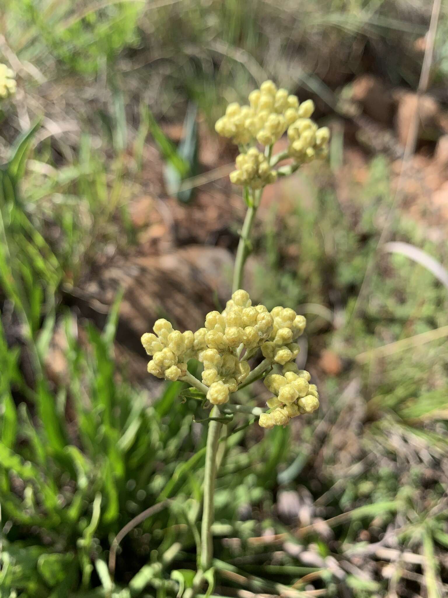 Слика од Helichrysum acutatum DC.