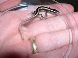 Image of Schwartze's Skink