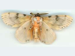 Image of Lymantria antennata Walker 1855