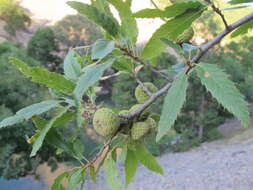 Image of Lebanon Oak