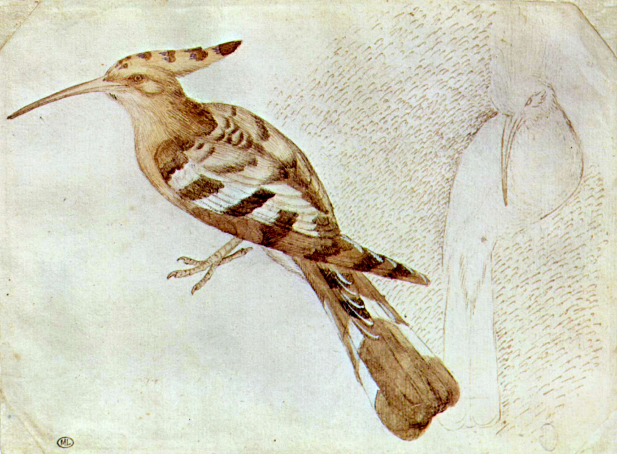 Image of Upupa Linnaeus 1758