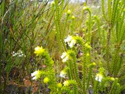 Image of Erica fairii Bolus