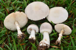 Plancia ëd Leucoagaricus leucothites (Vittad.) Wasser