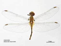 Imagem de Diplacodes bipunctata (Brauer 1865)