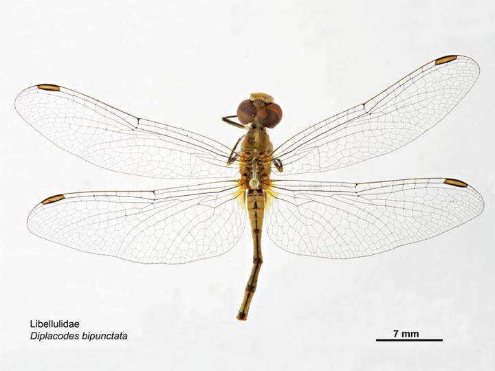 Imagem de Diplacodes bipunctata (Brauer 1865)