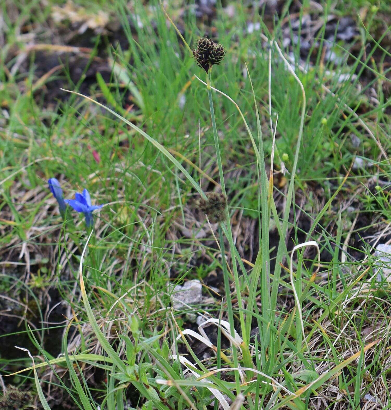 Imagem de Carex parviflora Host