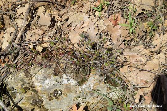 Слика од Petrosedum amplexicaule (DC.) M. Velayos