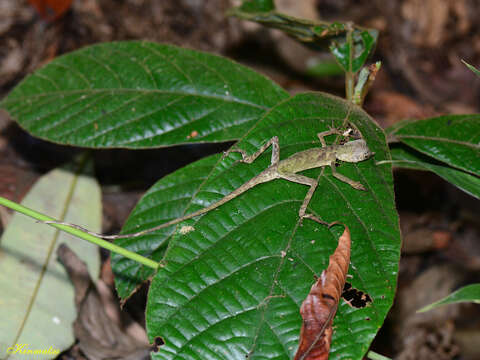 Aphaniotis ornata (Lidth De Jeude 1893)的圖片