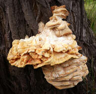 Image of Bracket Fungus