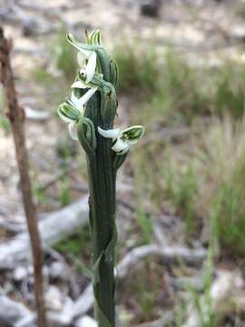 Platanthera yadonii (Rand. Morgan & Ackerman) R. M. Bateman resmi