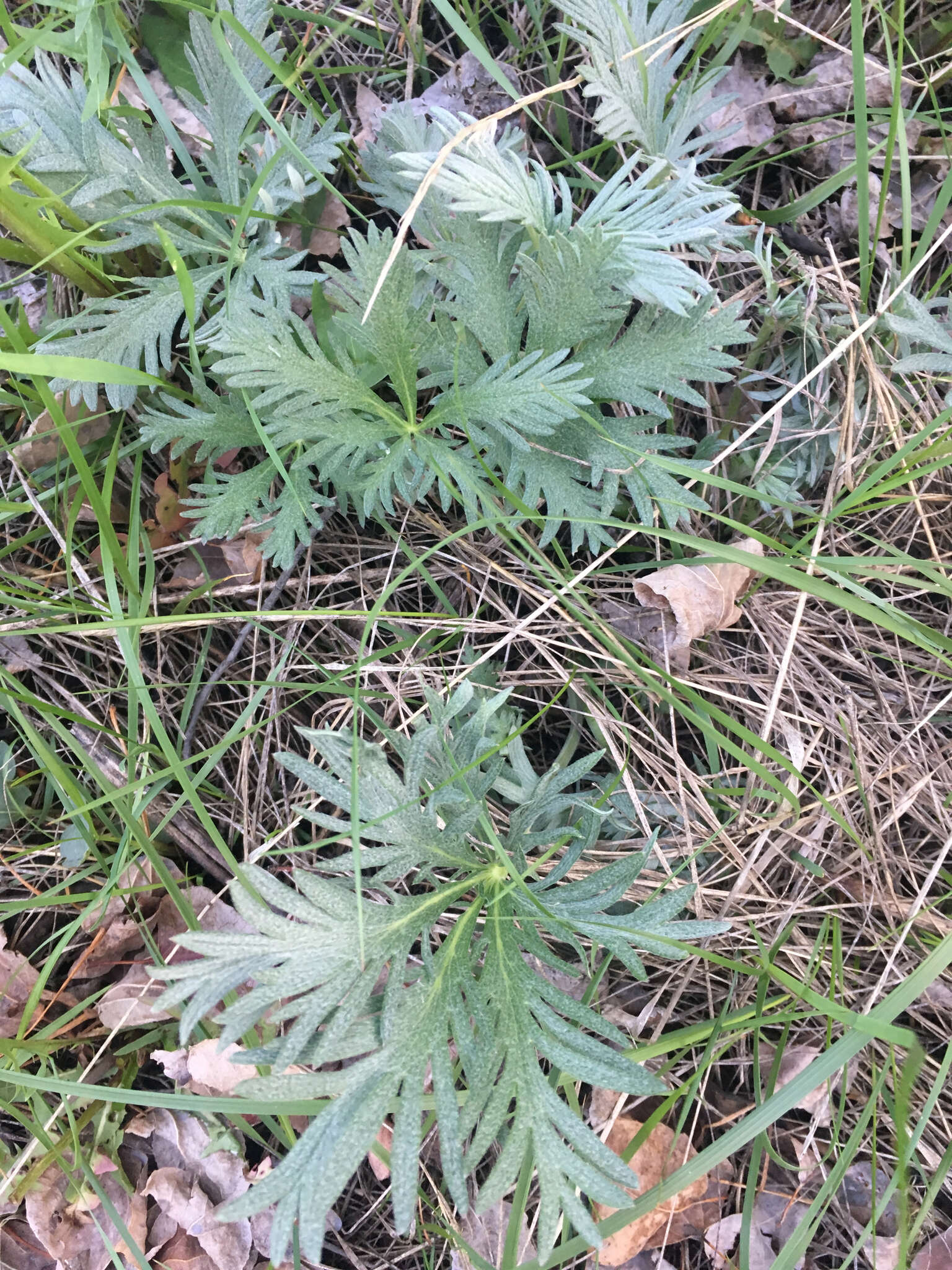 Слика од Potentilla gracilis var. flabelliformis (Lehm.) Nutt.