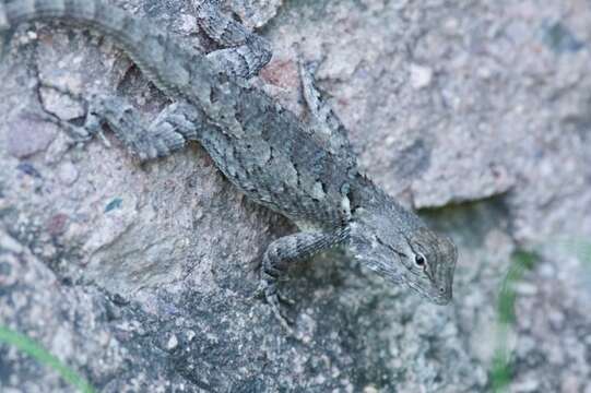 Image of Sceloporus clarkii clarkii Baird & Girard 1852