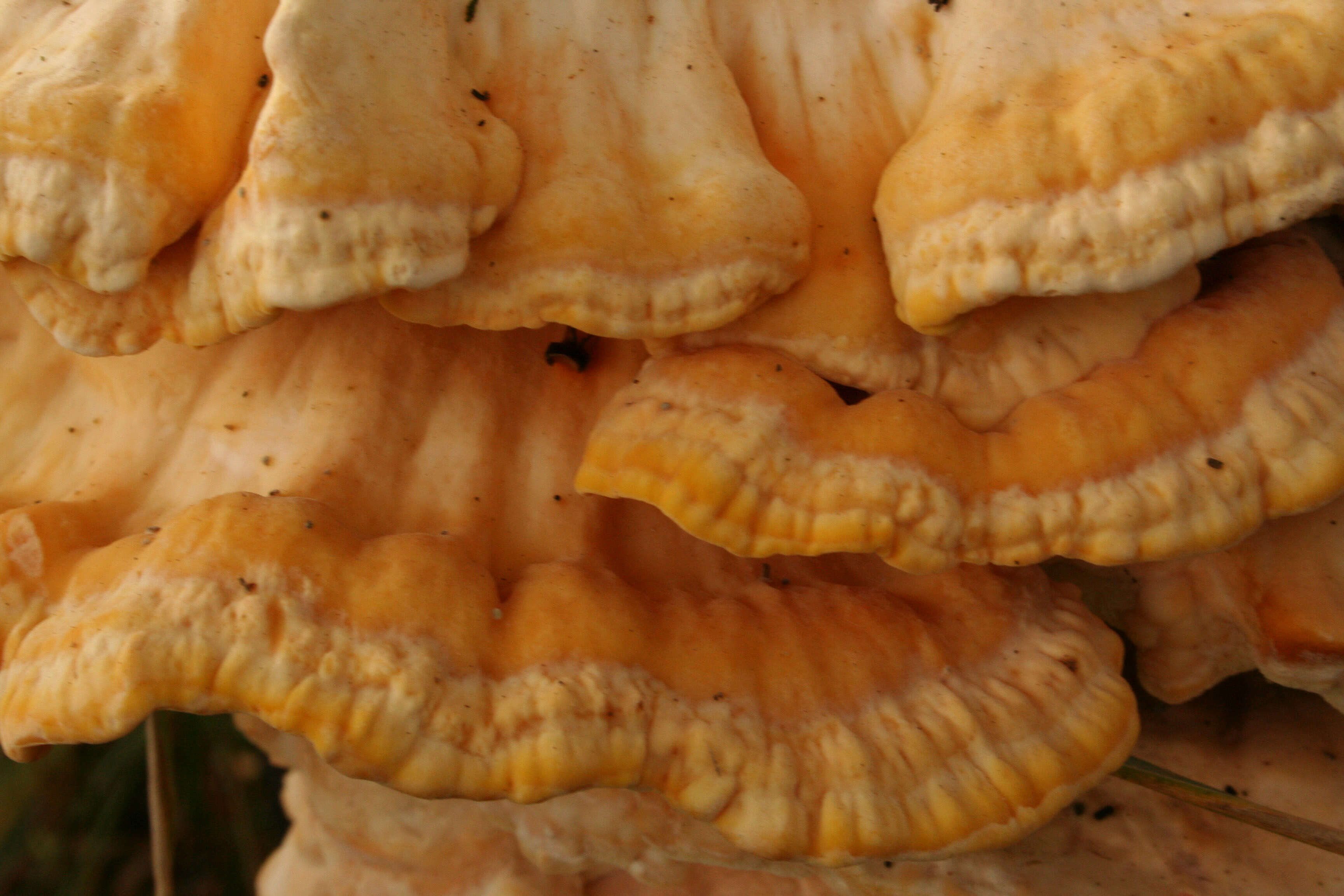 Image de Polypore soufré