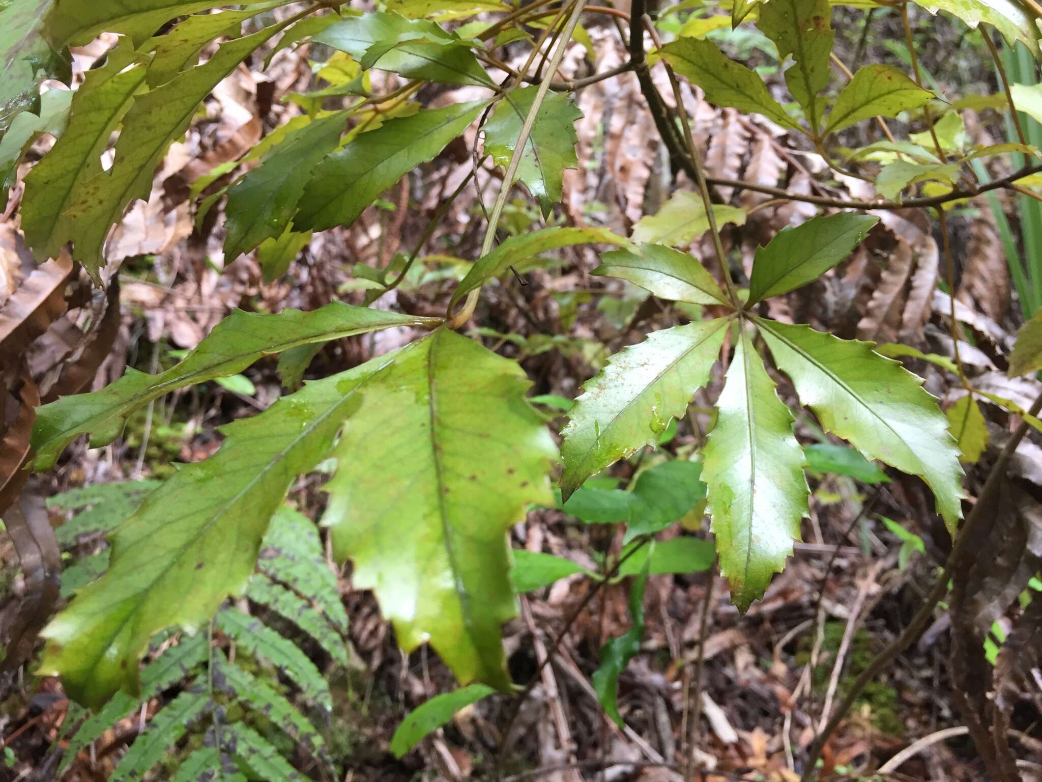 Image of Pseudopanax discolor (Kirk) Harms