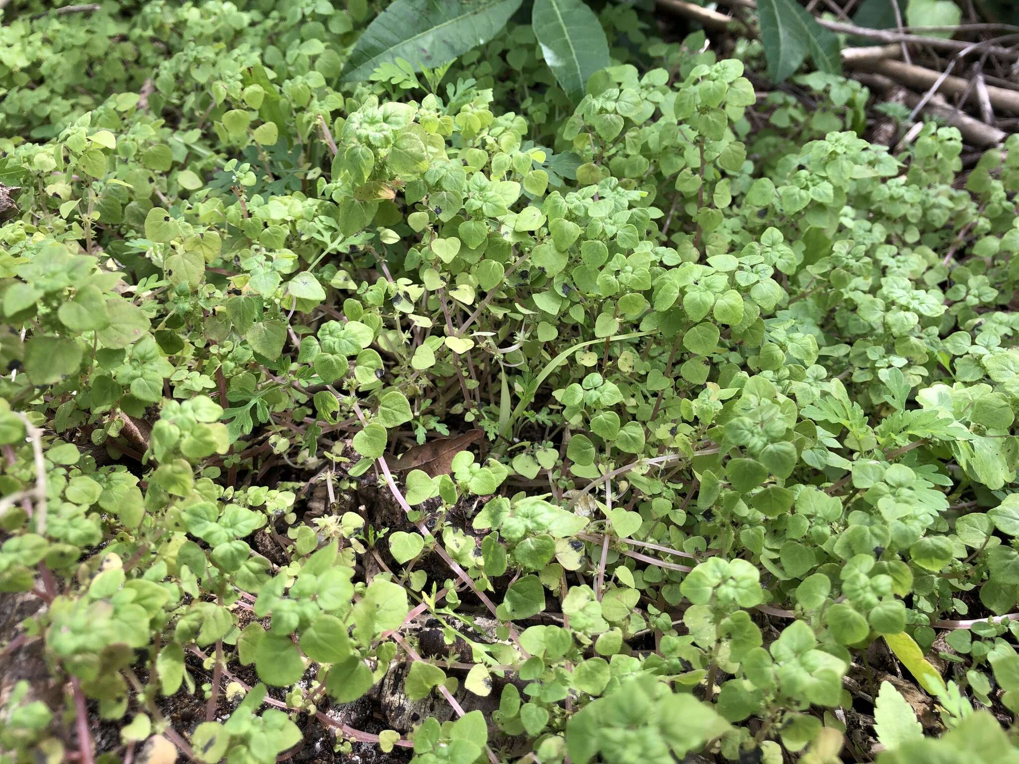 Image of Florida pellitory