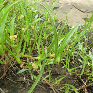 Image of Commelina subulata Roth