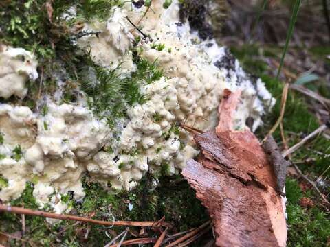 Image of Trichoderma citrinum (Pers.) Jaklitsch, W. Gams & Voglmayr 2014