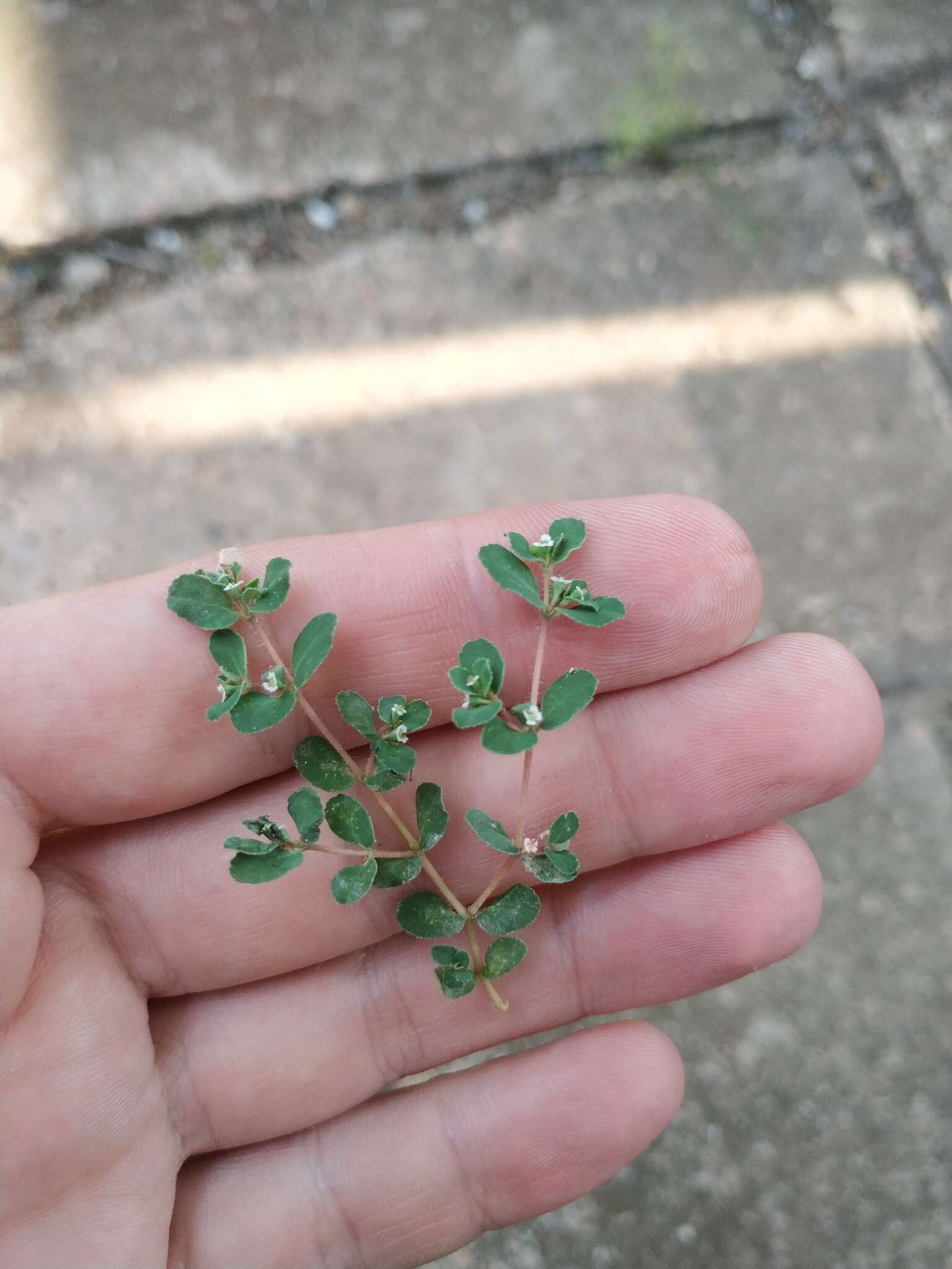 Image of Euphorbia chamaesyce L.