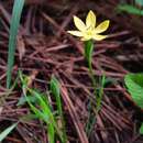 Image of Sisyrinchium tenuifolium Humb. & Bonpl. ex Willd.