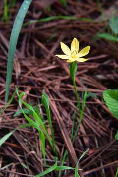 Image of Sisyrinchium tenuifolium Humb. & Bonpl. ex Willd.