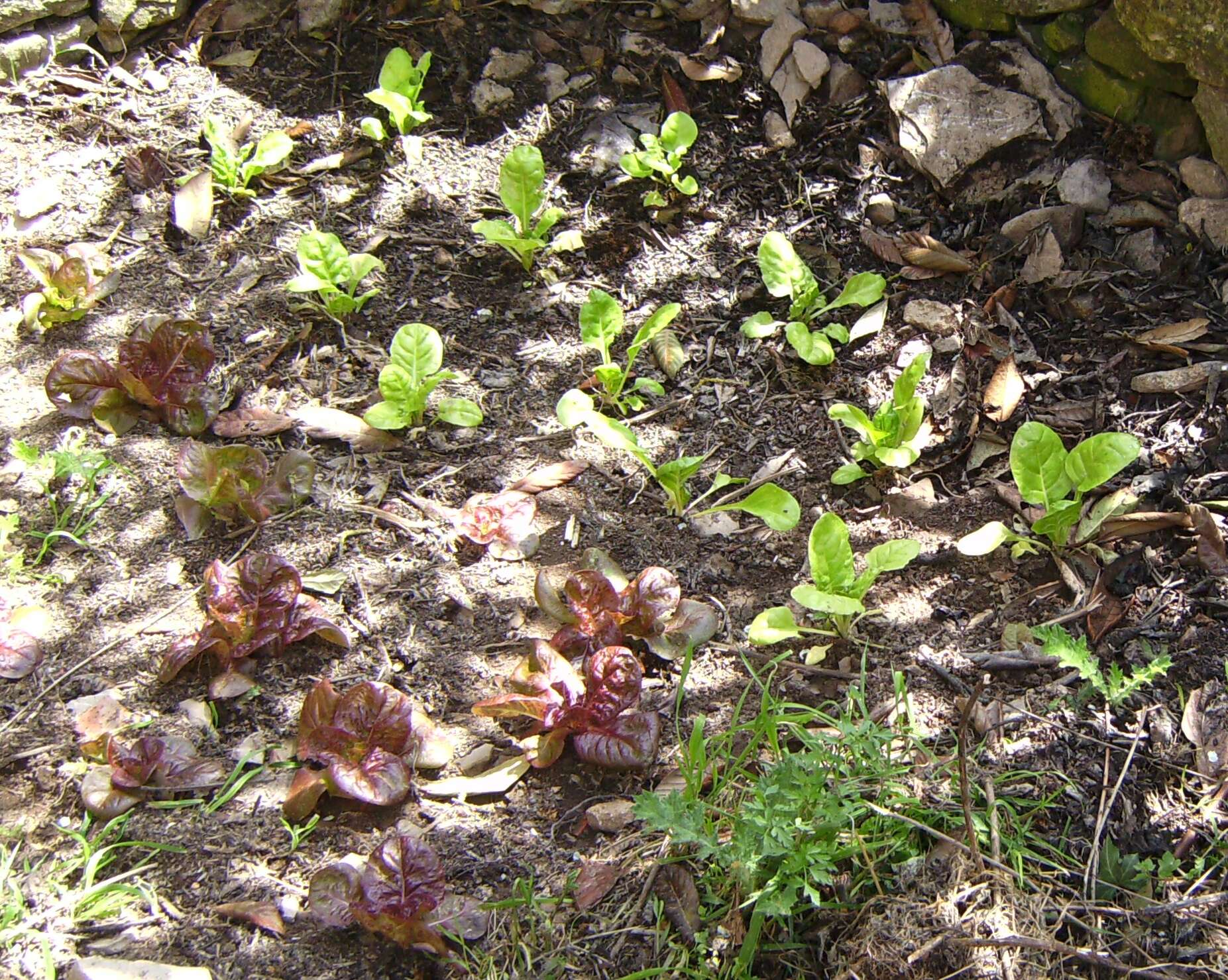 Image of Beta vulgaris subsp. vulgaris Cicla