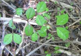 Image of Lophomyrtus ralphii (Hook. fil.) Burret