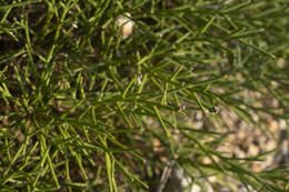 Image of Genista acanthoclada subsp. echinus (Spach) Vierh.