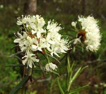 Imagem de Rhododendron tomentosum (Stokes) Harmaja