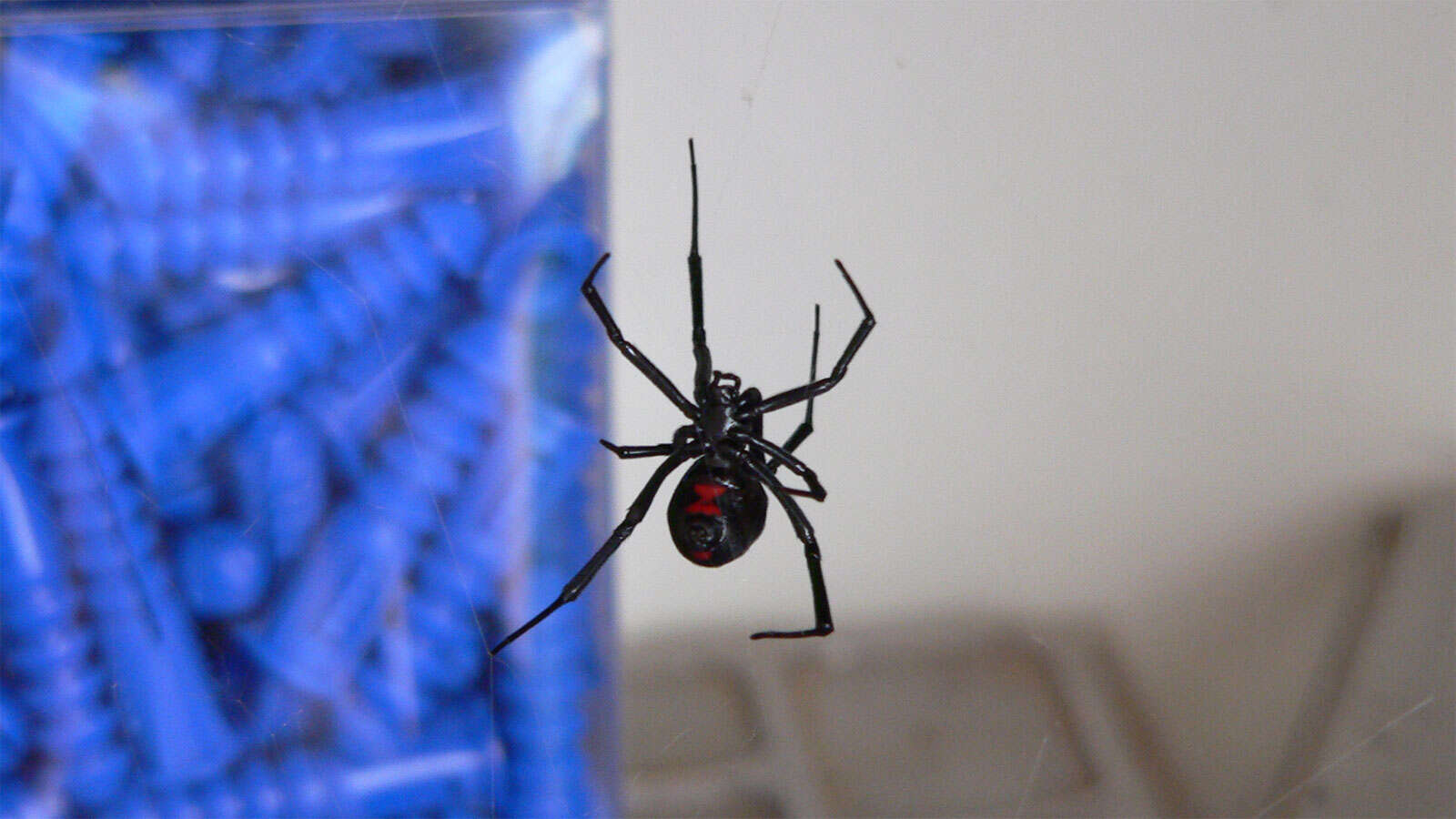 Image of Black widow spider