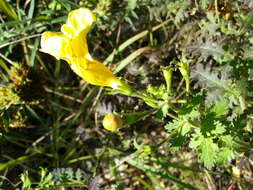 Aureolaria pedicularia (L.) Raf. ex Pennell resmi