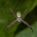 Imagem de Argiope aemula (Walckenaer 1841)