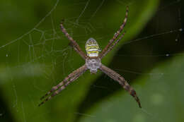 Image of Oval St Andrew's Cross Spider