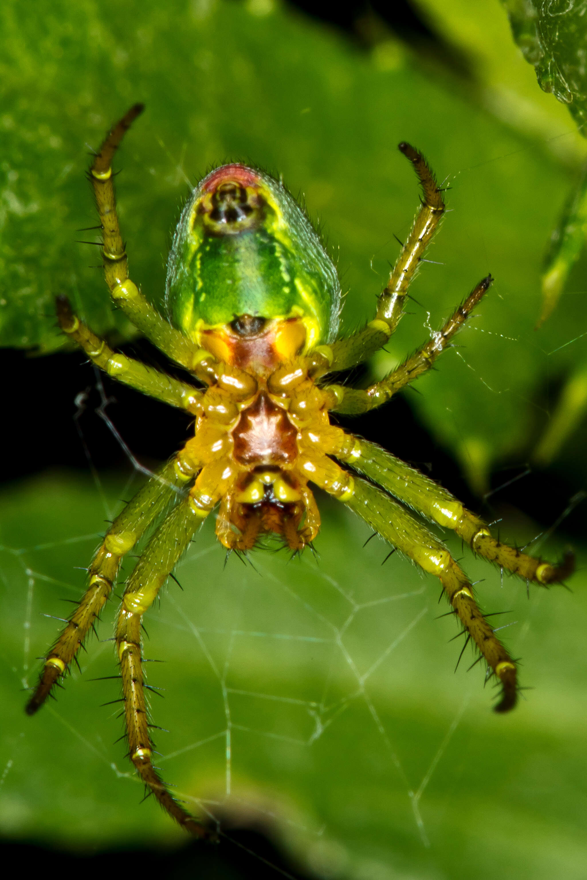 Image of Cucumber green spider