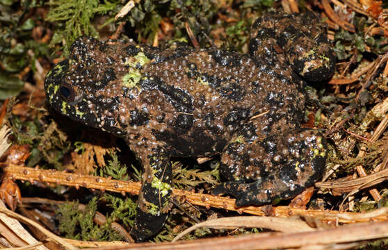 Image of Yellow–bellied Toad