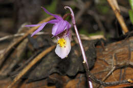 Image of calypso orchid