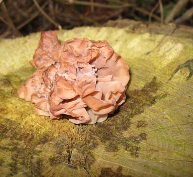 Image of Tremella foliacea