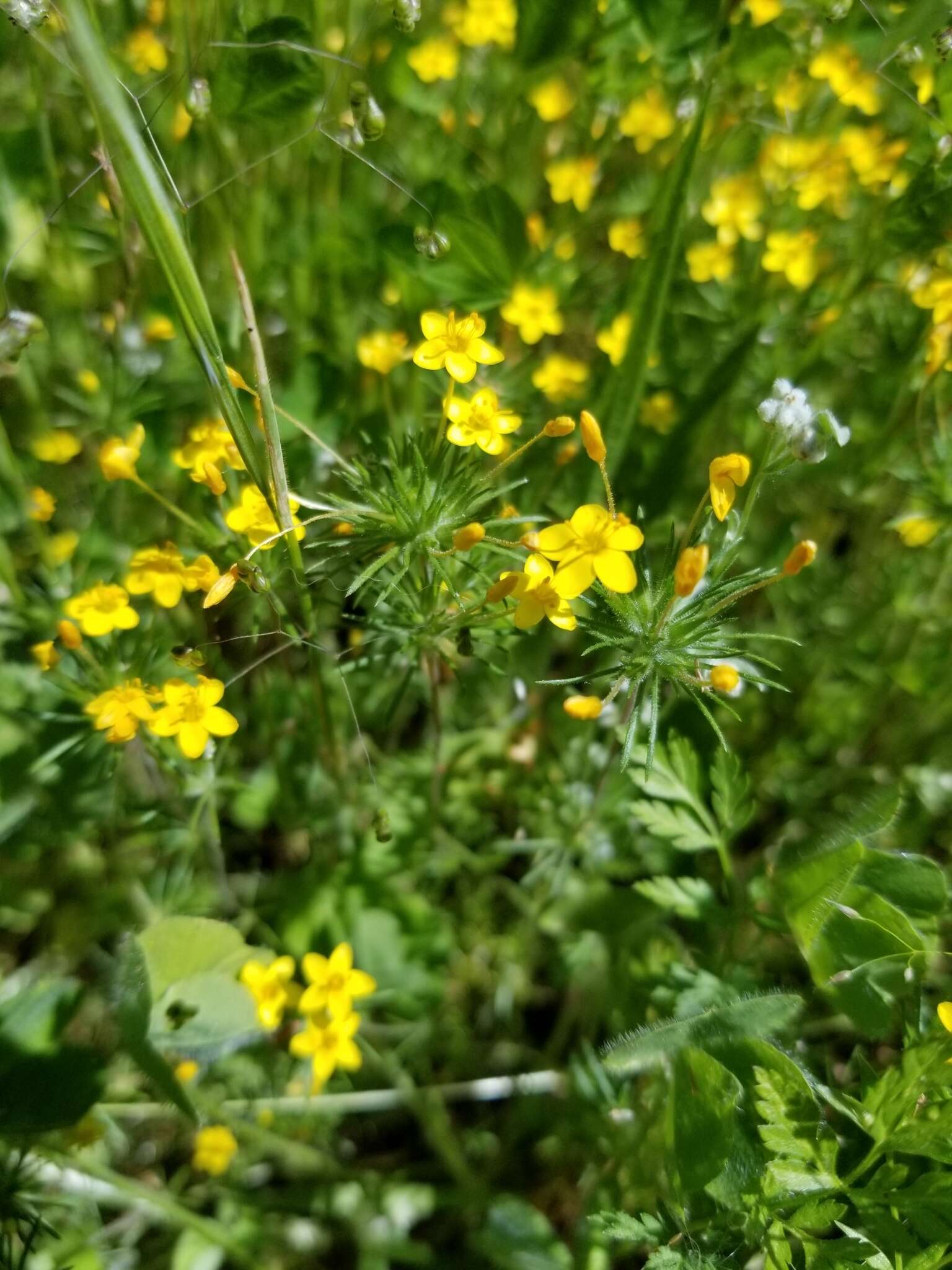 Image of bristly linanthus