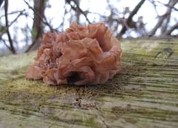 Image of Tremella foliacea