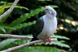 Imagem de pombo imperial verde